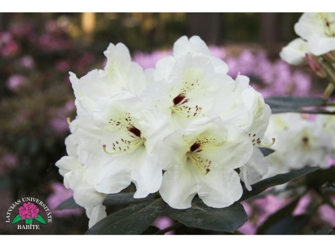 Rhododendron   'Ogre's White Dream'